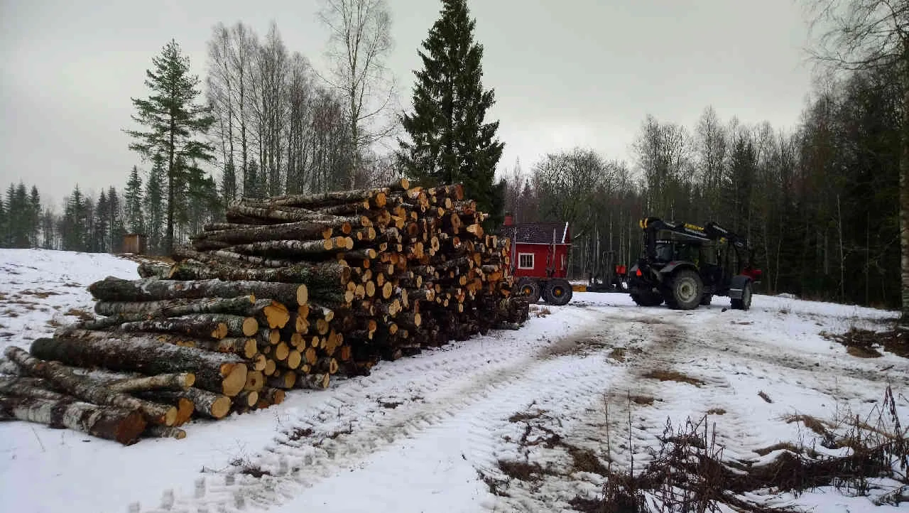 Skogsavverkning med rullmatat aggregat