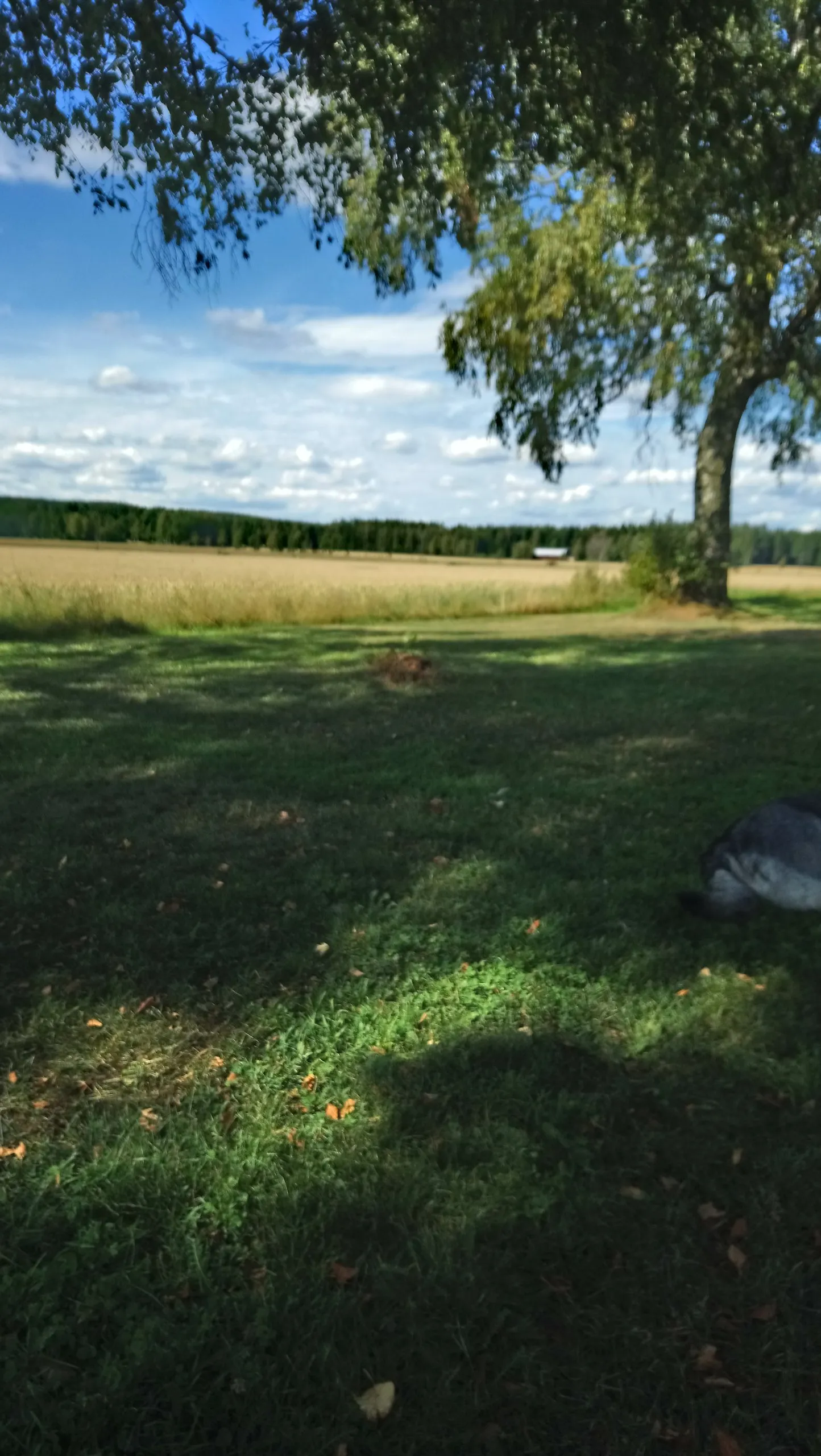 NKM trädfällning vid skogsbryn